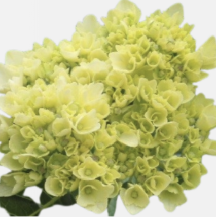 Hydrangea Mini Green